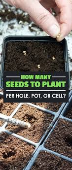 You also have the option to sprout your seeds on a sunny window sill or in a greenhouse and then transplant them into the pots once they are ready. How Many Seeds To Plant Per Hole Pot Or Cell Epic Gardening Planting Seeds Outdoors Planting Flowers From Seeds Starting Seeds Indoors