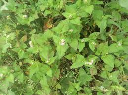 Image result for Persicaria nepalensis