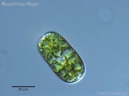 Image result for Zygotritonia