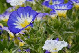 Image result for Seddera