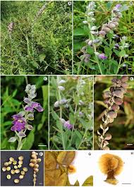 Image result for Tinnea