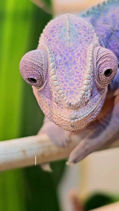Look at this beautiful receptive female panther chameleon! 😍🦎 #nature  #wildlife #chameleon #CapCut
