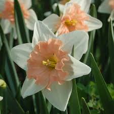 Narcissus Dear Love White Flower Farm Flowers Artificial Flowers