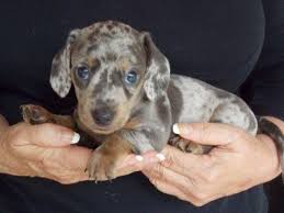 Maybe you would like to learn more about one of these? Dapple Dachshund Puppy Pets And Animals For Sale Texas