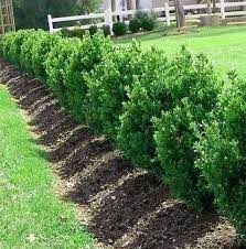 We did not find results for: Boxwoods Green Mountain Greenhouse To Garden