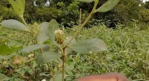 Image result for Polygala arenaria