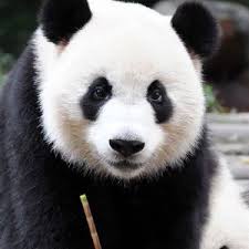 Zoologischer Garten Berlin Is The Most Species Rich Zoo Worldwide Visit Us And Spend An Unforgettable Day Here Zoo Berlin Species