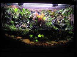 29 Gallon Paludarium Build Imgur Dream Backyard Gallon Aquarium Setup