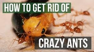 Black raspberries are a delicious and productive crop for the small landscape. How To Get Rid Of Raspberry Crazy Ants Tawny Crazy Ants Youtube