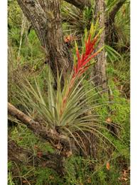 Image result for Tridactyle filifolia