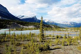 North Saskatchewan River The Canadian Encyclopedia