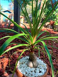 Image result for Beaucarnea recurvata