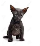 Cornish Rex Kittens for Sale, Yarn Ball Cattery, Cornish ...