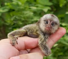 They are the smallest of all the monkeys, and one of the very small primates. Pygmy Marmoset Facts Baby Habitat Diet Adaptations Pictures
