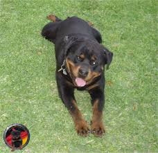 He is an 11 month old german shepherd mix and loves his people. Rescue Rottweiler Puppies Near Me Off 64 Www Usushimd Com