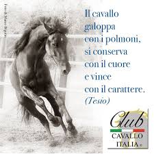 Photos, address, and phone number, opening hours, photos, and user reviews on yandex.maps. Il Cavallo Galoppa Con I Polmoni Fotografie Di Cavalli Cavalli Citazioni Sui Cavalli
