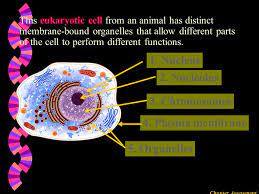 Maybe you would like to learn more about one of these? Cells Prokaryotic Eukaryotic W There Are Two Types Of Cells Prokaryotes And Eukaryotes W Prokaryotes Cells That Lack Membrane Bound Organelles Bacteria Ppt Download