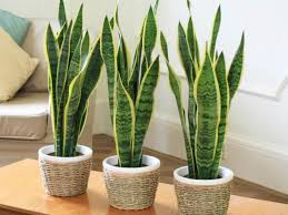 Snake plants boast beauty that's more than leaf deep. Snake Plant Indoor House Plants Air Purifier Plants