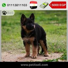 egypt alexandria female german shepard 70days important father from poland best female ever pet4sell german shepard egypt alexandria