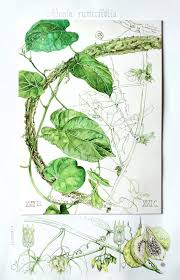 Image result for Adenia panduriformis