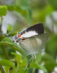 Image result for Ceropegia togoensis