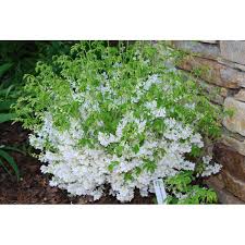 Image result for Indigofera congesta