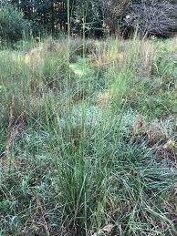 Image result for Microstegium fasciculatum