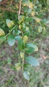 Image result for Scutia