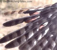 Every feather is unique, so feathers ordered may not be exactly like the one pictured. Coopers Hawk Pictures And Life History
