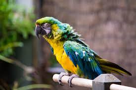 Browse through available talking birds for sale by aviaries, breeders and bird rescues. Talking Parrot Mimics Rape Victim S Dying Words New Evidence Emerges From 2018 Femicide Science Times