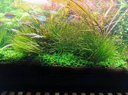 Image result for Blyxa aubertii