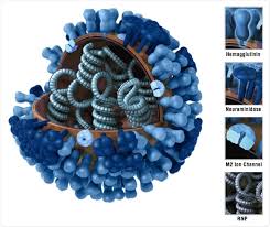 Image result for Influenza
