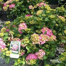 The leaves are dark green, contrasting well. Pink Elf French Hydrangea Sugar Run Nursery