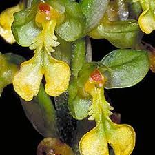 Image result for Orchidaceae