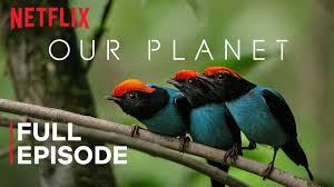 Planet earth is a 2006 british television series produced by the bbc natural history unit. Our Planet One Planet Full Episode Netflix Youtube