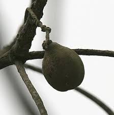 Image result for Terminalia macroptera