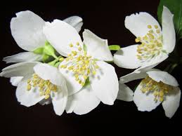 Image Gratuite Sur Pixabay Fleur Jasmin Bush Blanc Arome Jasmine Flower Lucky Plant Jasmine Plant