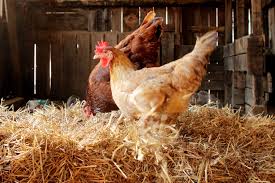 Purchase a suitable chicken coop for your flock. Deep Litter Method To Keep Your Chicken Coop Clean