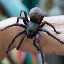 Like other spider bites, it is important to consult a doctor immediately after being bitten by a camel spider, especially if the kind of spider is unknown. 10 Biggest Spiders In The World