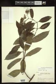 Image result for Ancylobothrys tayloris