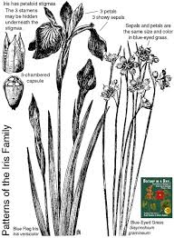 Image result for Iridaceae