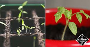 Once you know the required spacing, mark the spots on the ground where the tomato plants are going to. Transplanting Tomatoes In Pots Gardening Channel