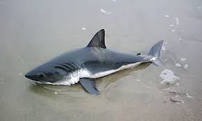 A group of south african surfers and lifeguards last month rescued a baby great white shark which was being smashed onto rocks by waves. Baby Great White Shark Found Stranded On A Beach Shark Great White Shark Shark Pictures