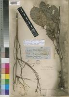 Image result for Sorindeia katangensis