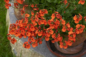 Image result for Diascia