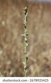 Image result for Thymelaeaceae