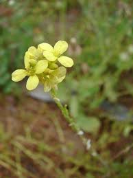 Image result for Erucastrum