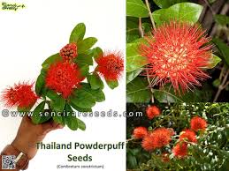 Image result for Combretum constrictum