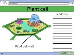 Use the colors indicated in the box. 4 Ways To Make A Model Cell Wikihow