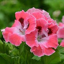 Pin On Flores